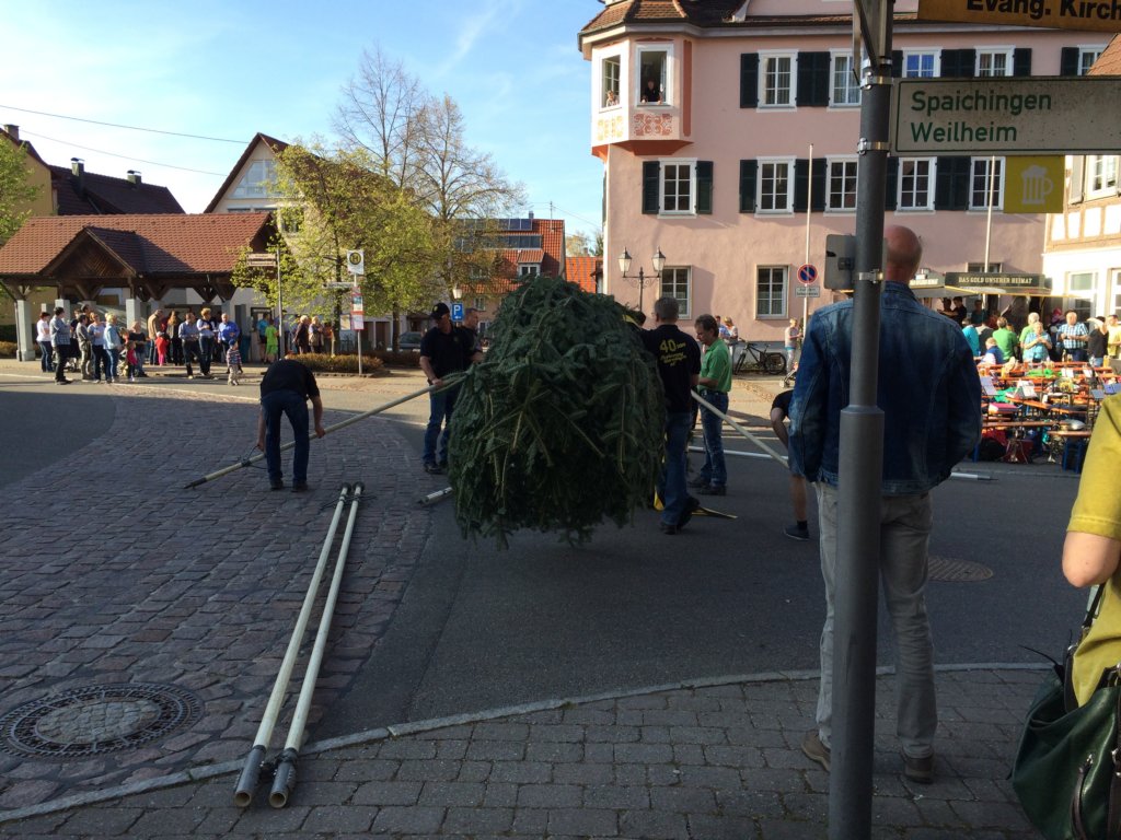 maibaum_201533.jpg