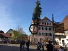 maibaum_201546_small.jpg