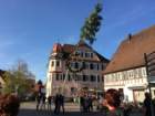 maibaum_201548_small.jpg