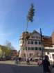 maibaum_201552_small.jpg